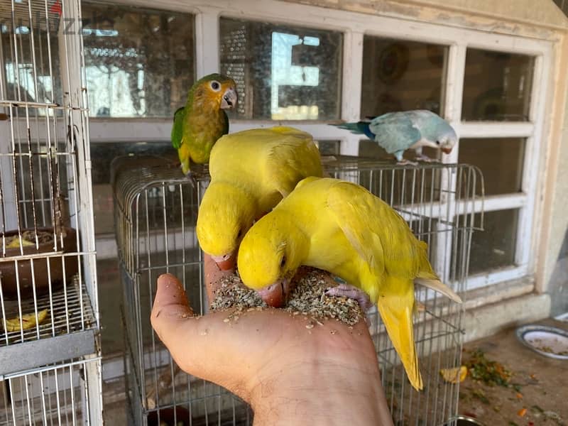 parrots for sale 3