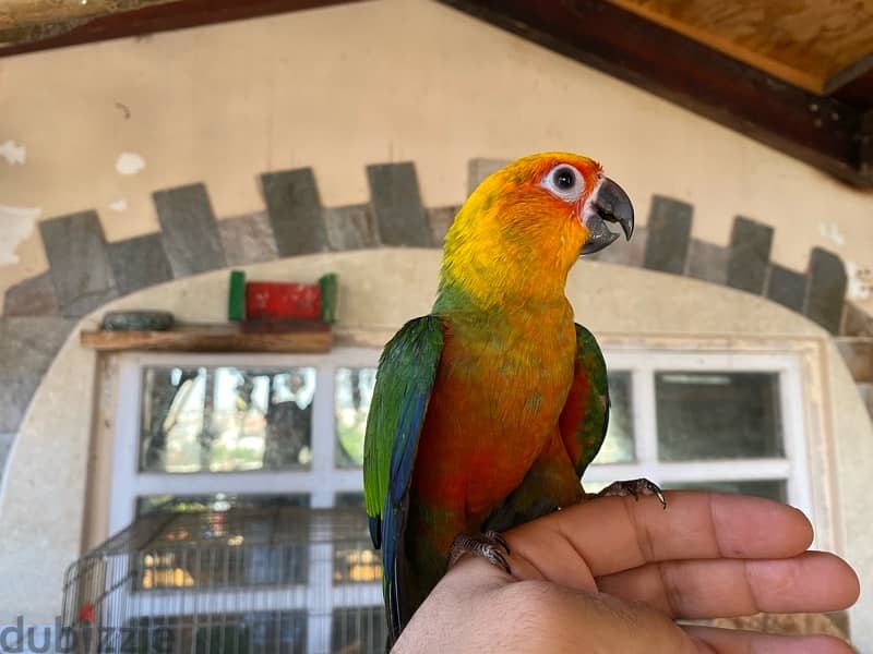 parrots for sale 5