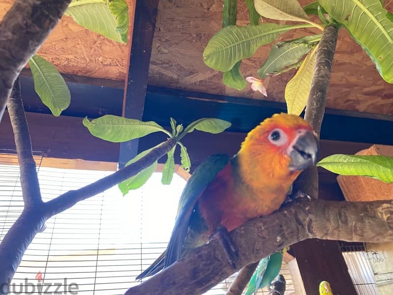 parrots for sale 6