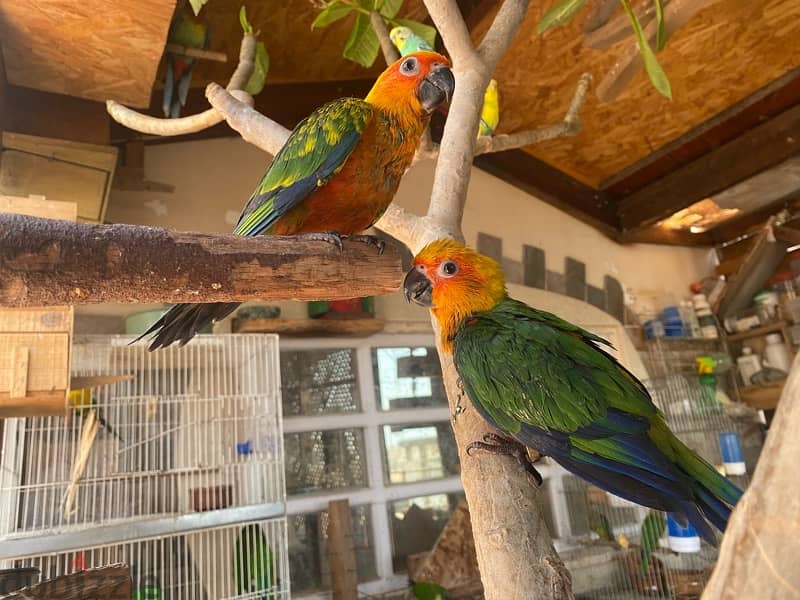 parrots for sale 7