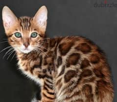 bright Bengal green eyes kittens from Russia 0