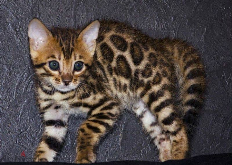 bright Bengal green eyes kittens from Russia 1