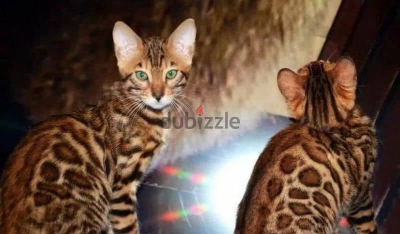 bright Bengal green eyes kittens from Russia 2