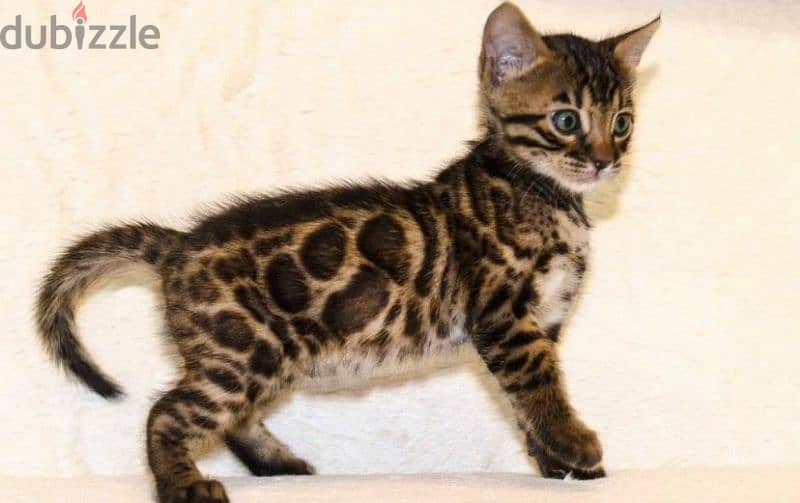 bright Bengal green eyes kittens from Russia 3