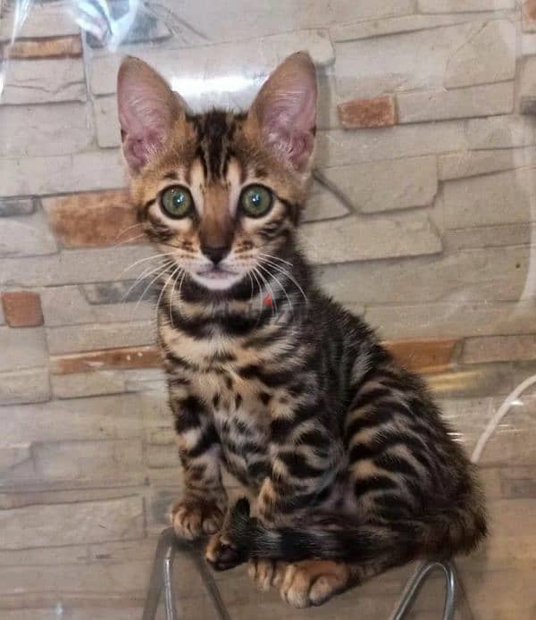 bright Bengal green eyes kittens from Russia 5