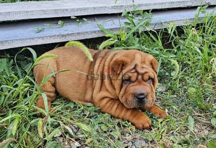 Shar pei puppy female From Russia