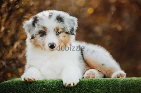 Australian shepherd puppy boy from Russia