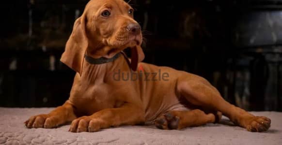 Hungarian vizsla boys puppies From Russia