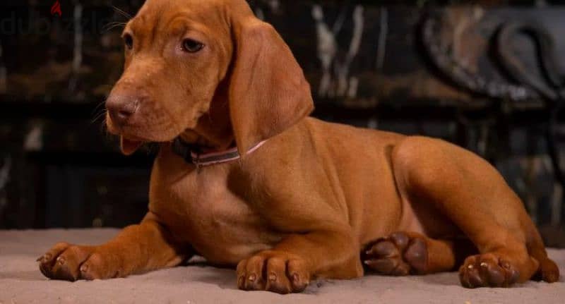 Hungarian vizsla boys puppies From Russia 1