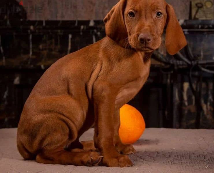 Hungarian vizsla boys puppies From Russia 2