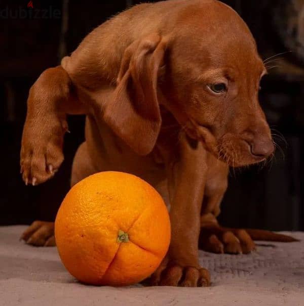 Hungarian vizsla boys puppies From Russia 3