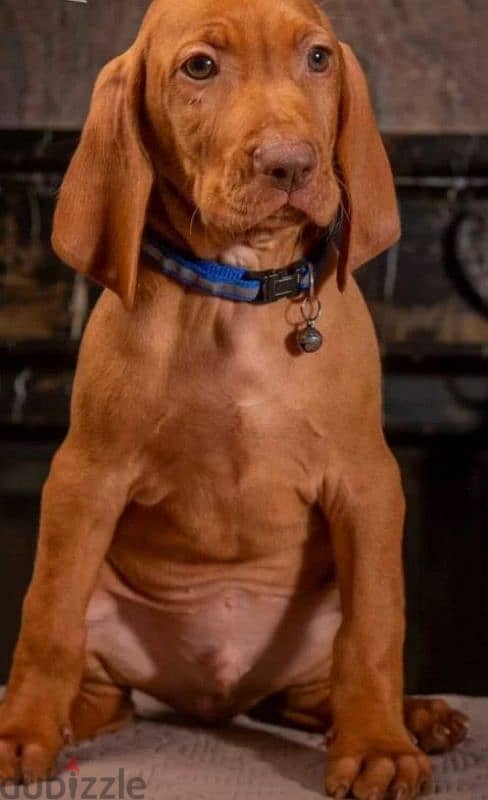 Hungarian vizsla boys puppies From Russia 4