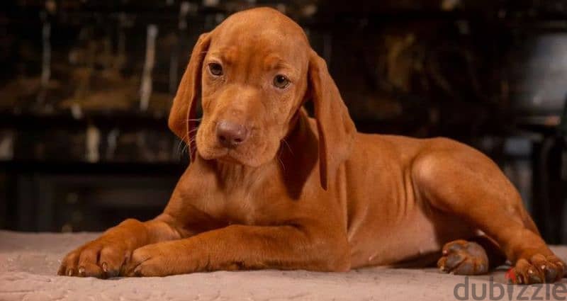 Hungarian vizsla boys puppies From Russia 5