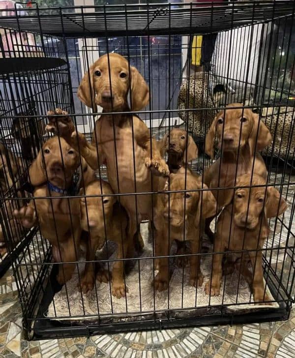 Hungarian vizsla boys puppies From Russia 6