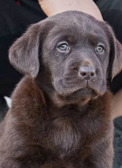 Labrador boys puppies from Russia