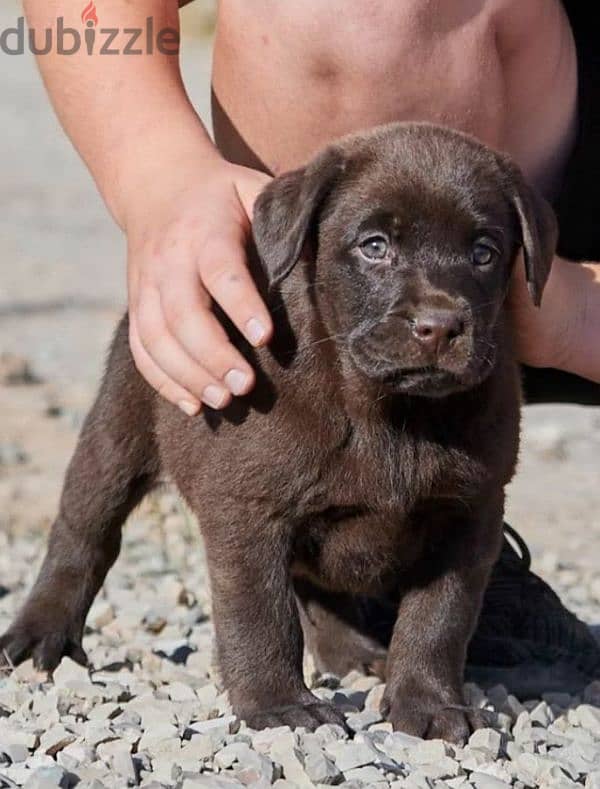 Labrador boys puppies from Russia 1