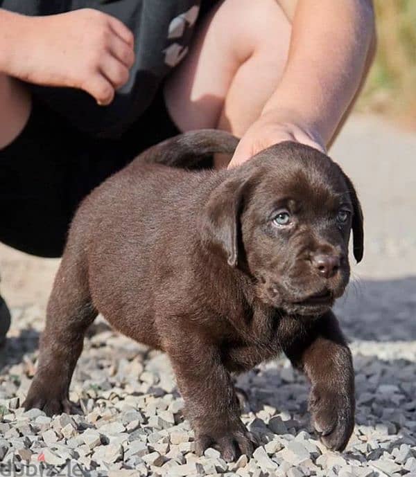 Labrador boys puppies from Russia 2