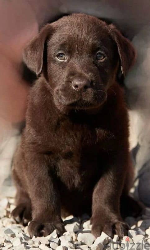 Labrador boys puppies from Russia 3