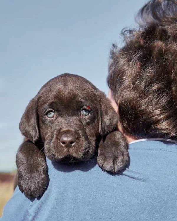 Labrador boys puppies from Russia 4