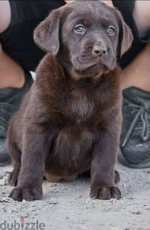 Labrador boys puppies from Russia 5