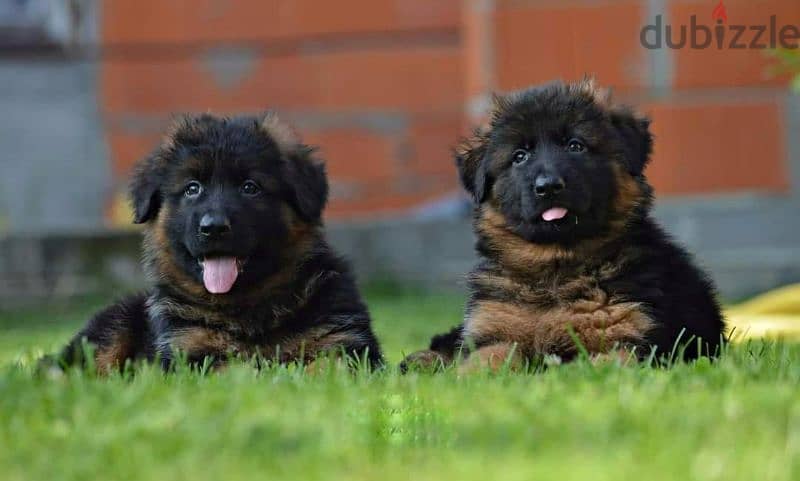 Male German shepherd puppies Female جراوي جيرمن شيبرد ذكر ولد بنت انثي 0