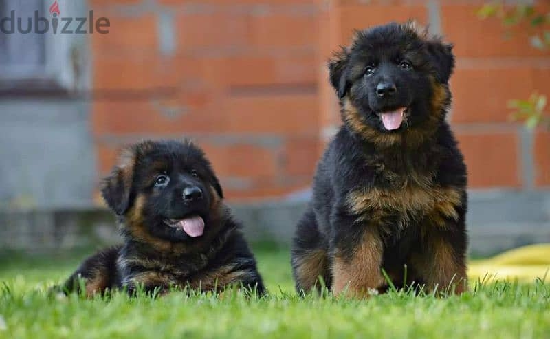 Male German shepherd puppies Female جراوي جيرمن شيبرد ذكر ولد بنت انثي 1