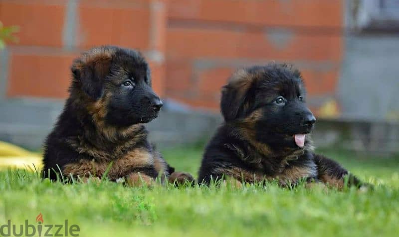 Male German shepherd puppies Female جراوي جيرمن شيبرد ذكر ولد بنت انثي 2