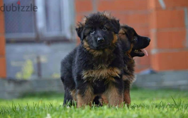 Male German shepherd puppies Female جراوي جيرمن شيبرد ذكر ولد بنت انثي 7