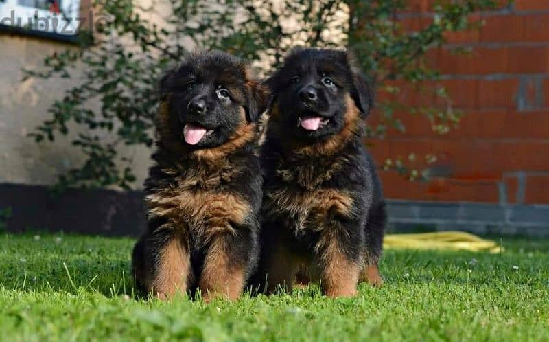 Male German shepherd puppies Female جراوي جيرمن شيبرد ذكر ولد بنت انثي 8