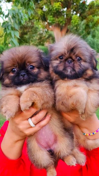 shihtzu Male female shih tzu puppy جراوي شيتزو ولد بنت بيور