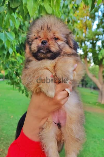 shihtzu Male female shih tzu puppy جراوي شيتزو ولد بنت بيور