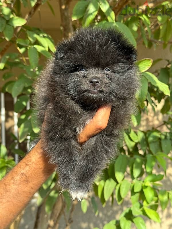 pomeranin puppy 1