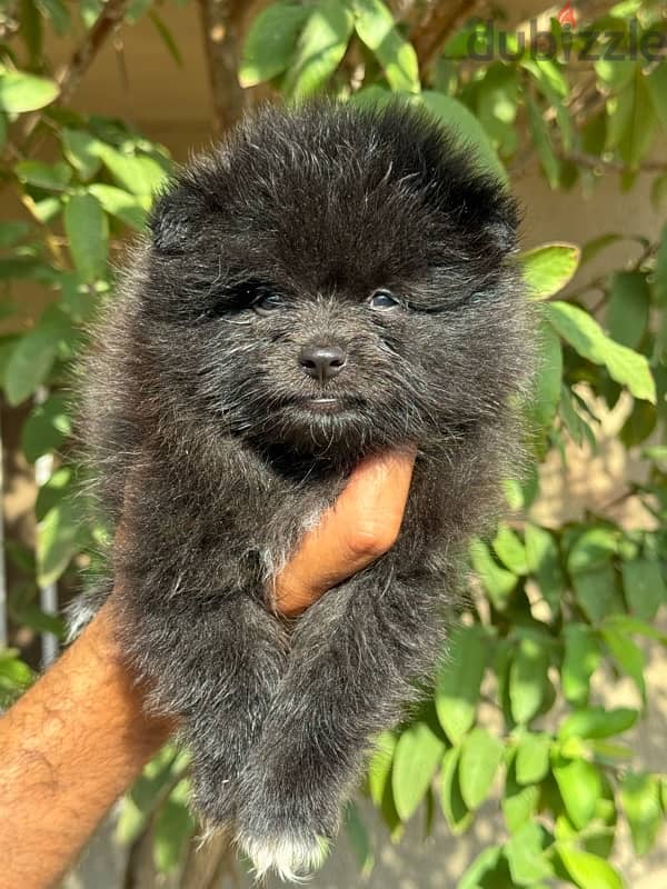 pomeranin puppy 3