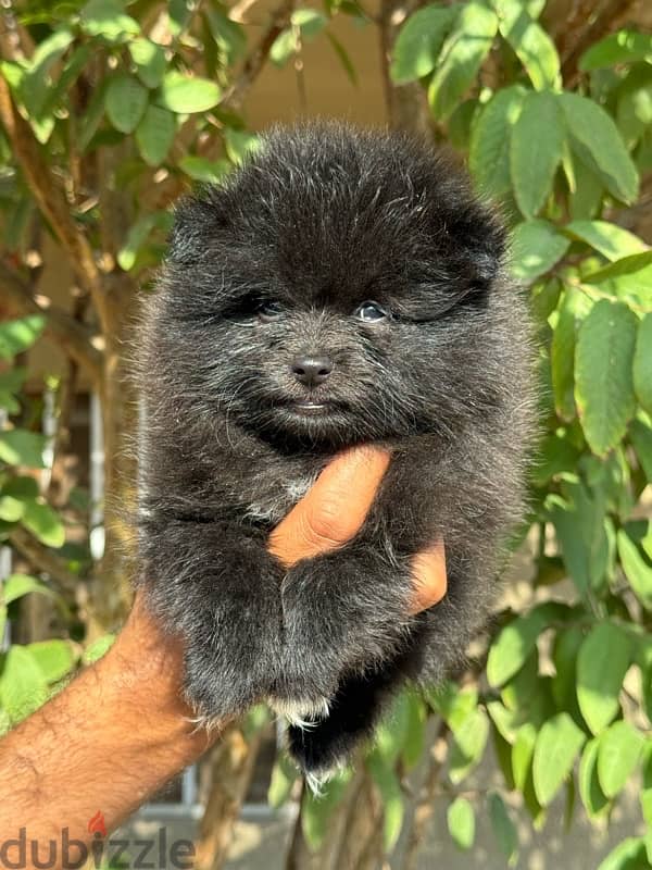 pomeranin puppy 4