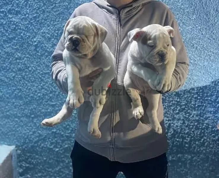 female bulldog 7 months 1