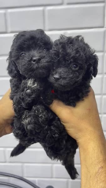 toy poodle female mini cup 45 day vaccinated