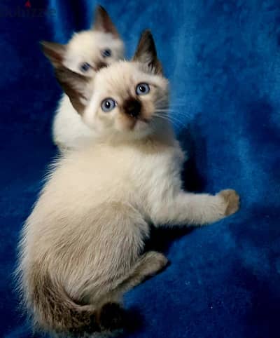 سيامي سيامى كيتن بيور siamese kitten