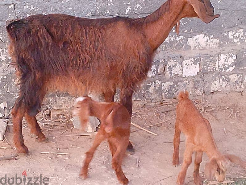 معزه شامي وراها دكر ونتايه كاسره 6 بسم الله ماشاء الله 7