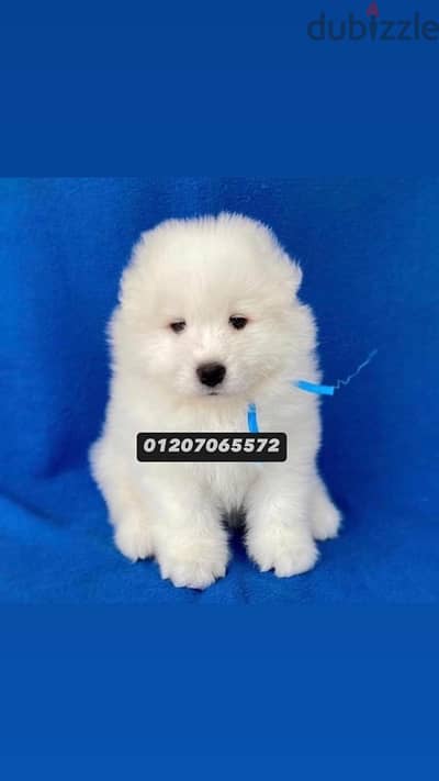 samoyed