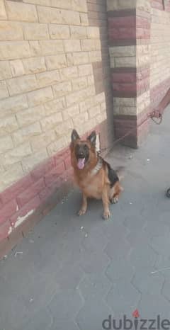 جيرمن جيبرد لونج هير| German Shepherd 0