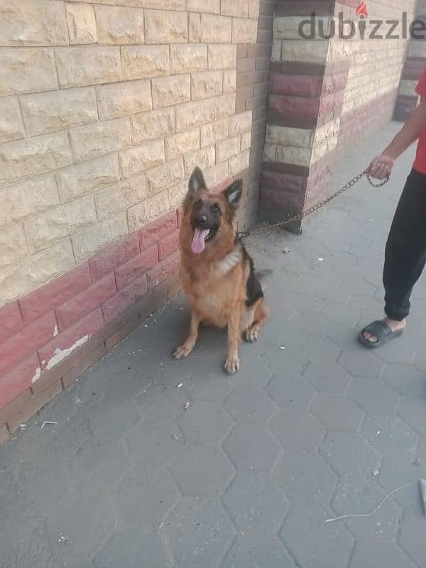 جيرمن جيبرد لونج هير| German Shepherd 1