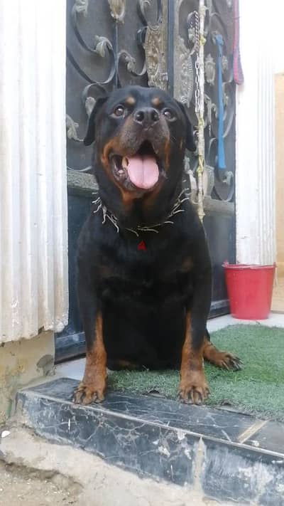 كلب روت وايلر الماني Rottweiler male