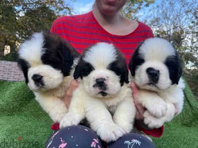 Saint Bernard Dog for sale with FCI Pedigree from Europe