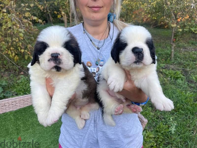 Saint Bernard Dog for sale with FCI Pedigree from Europe 1