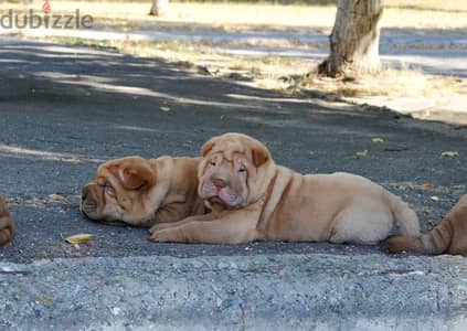 Shar Pei Dog for sale with All Documents - Top Quality