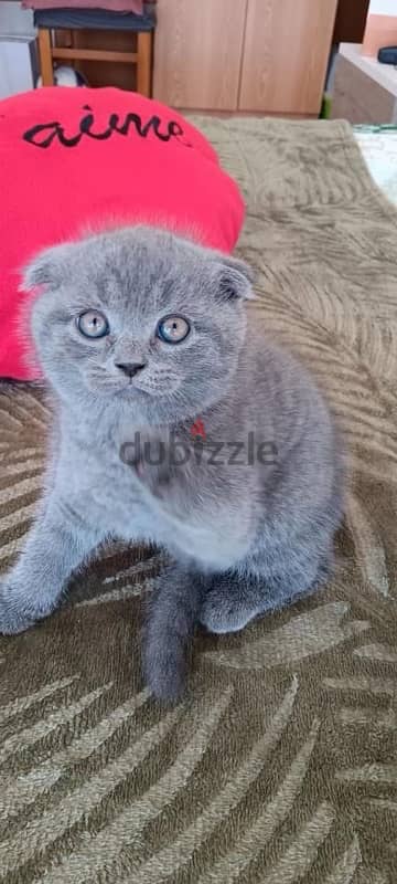 pure scottish fold kittens 60 days