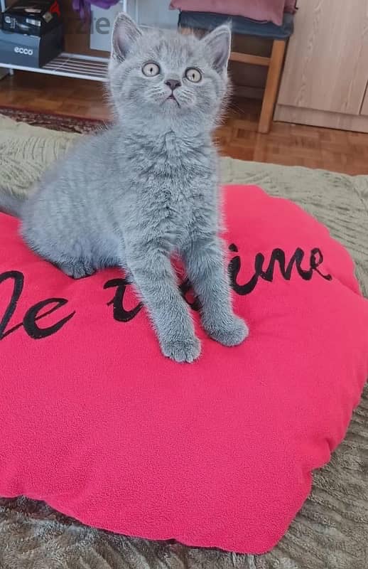 pure scottish fold kittens 60 days 1