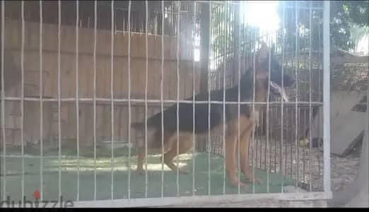 جيرمن شيبرد German shepherd