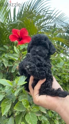 pure toy poodle female mini cup 45 day vaccinated 0