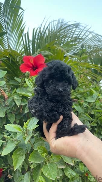 pure toy poodle female mini cup 45 day vaccinated 1